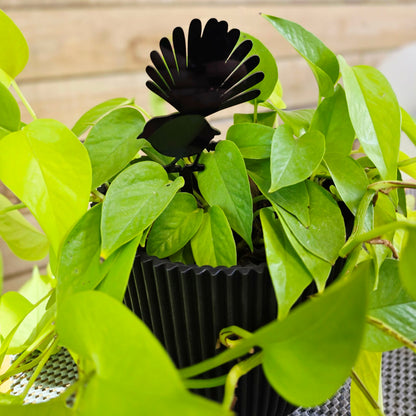 Mini Native Bird Plant Stakes | Set of 3