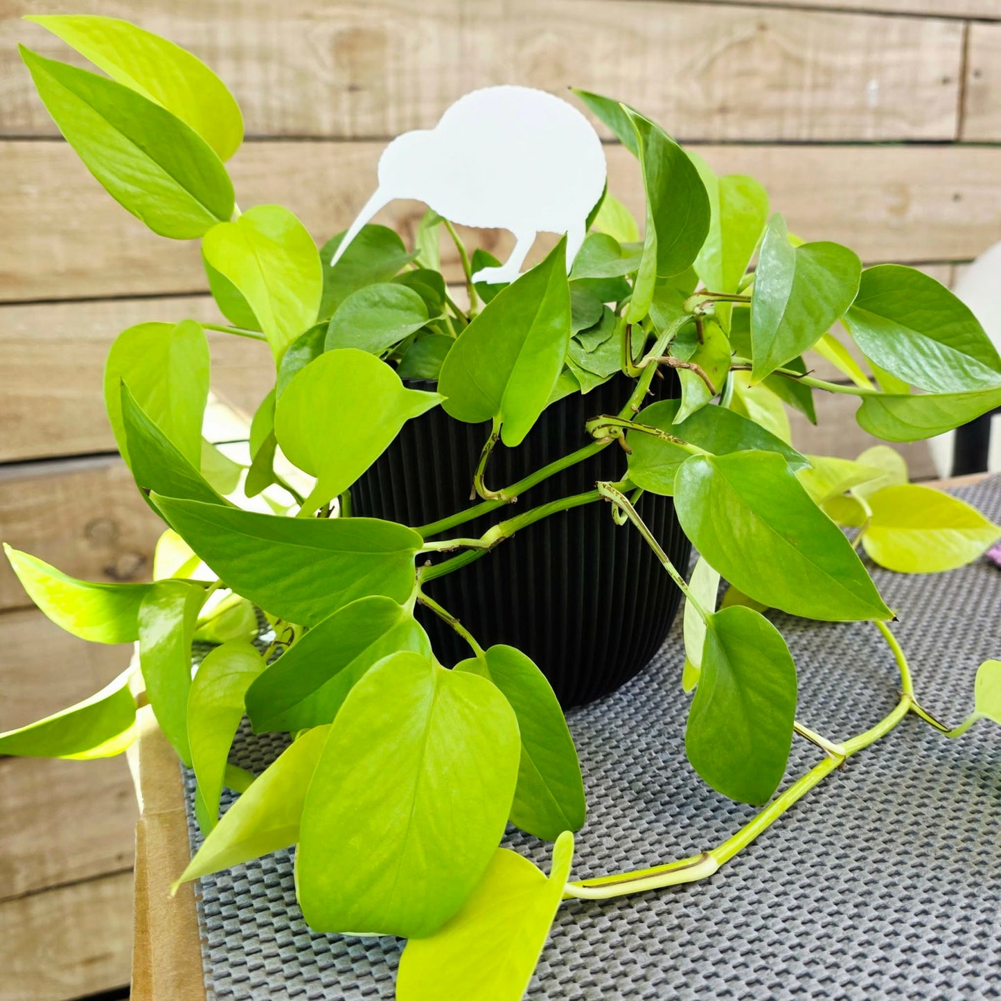 Mini Native Bird Plant Stakes | Set of 3